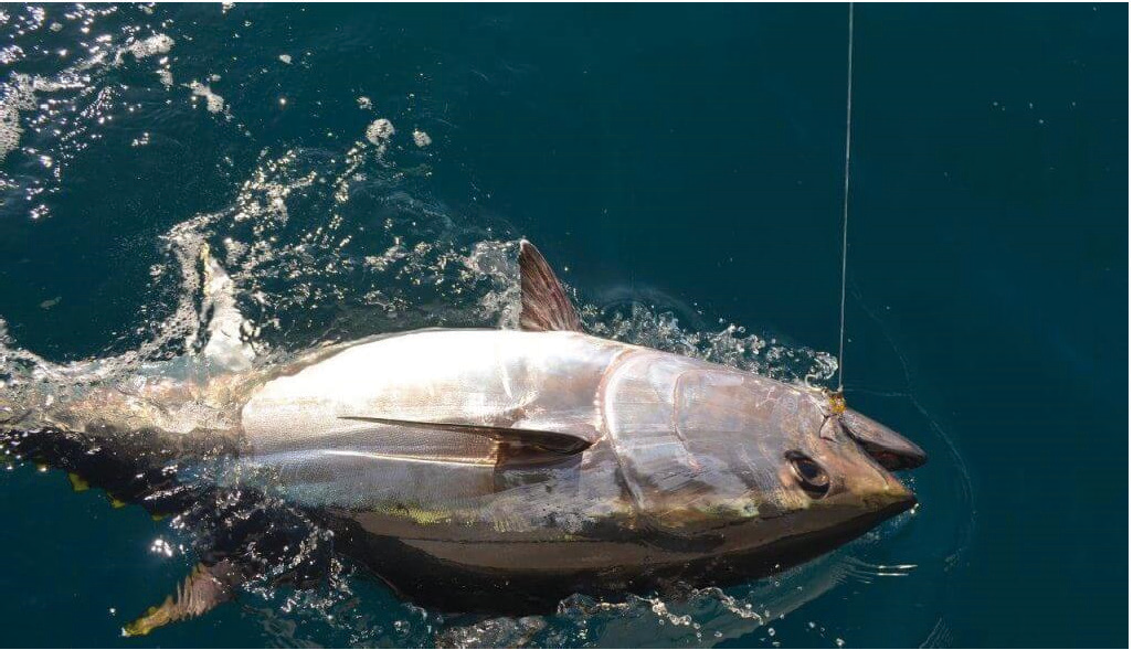 Darim Fish Export activities