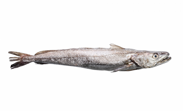 Hake Fish