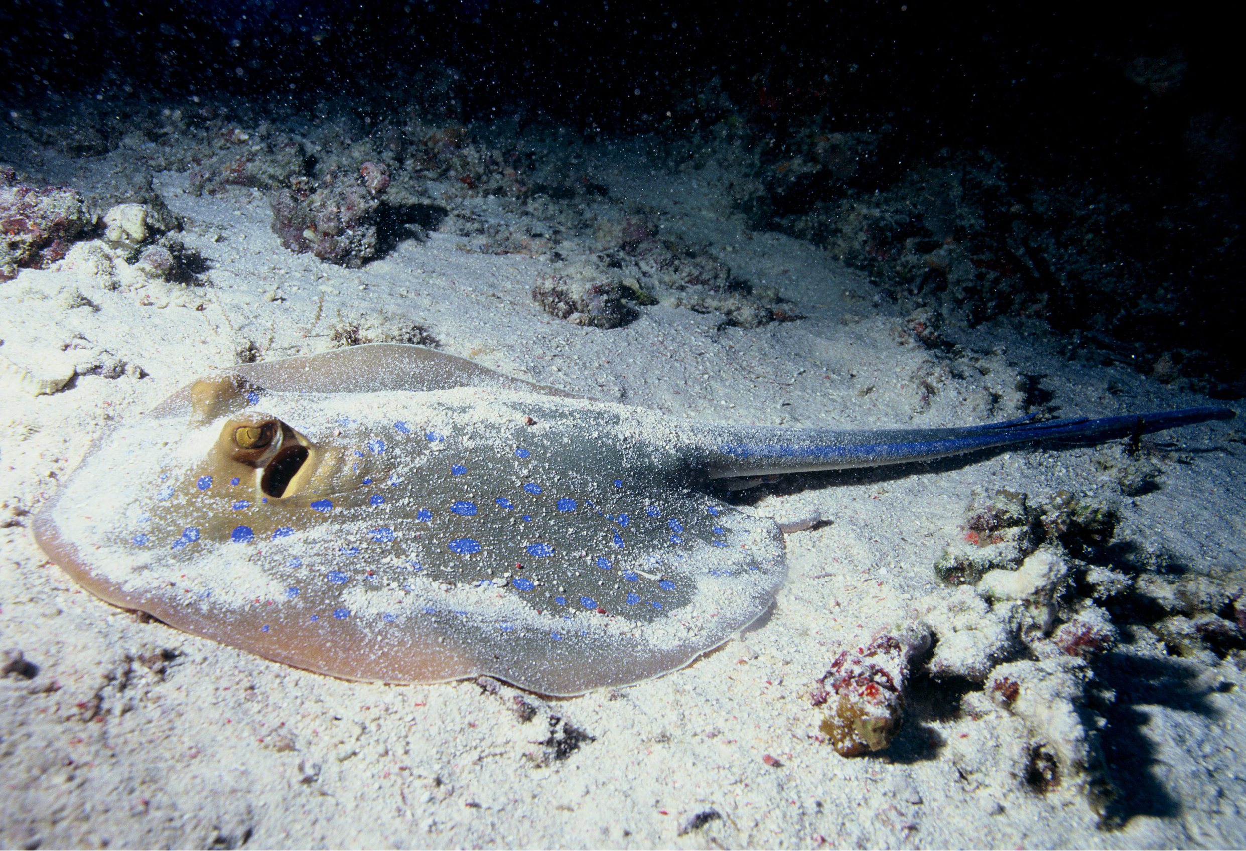 Demersal Fish