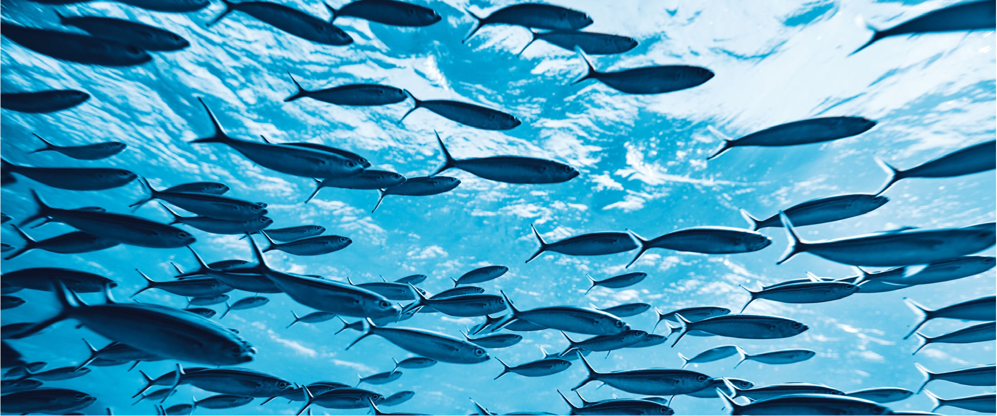 Darim Fish Export products